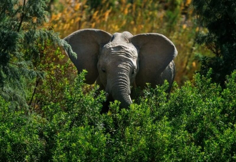 FILE PHOTO: A desert elephant is photographed in the Kaokoland near Puros, northern Namibia, in Kruger National Park, South Africa, in Aug. 6, 2013