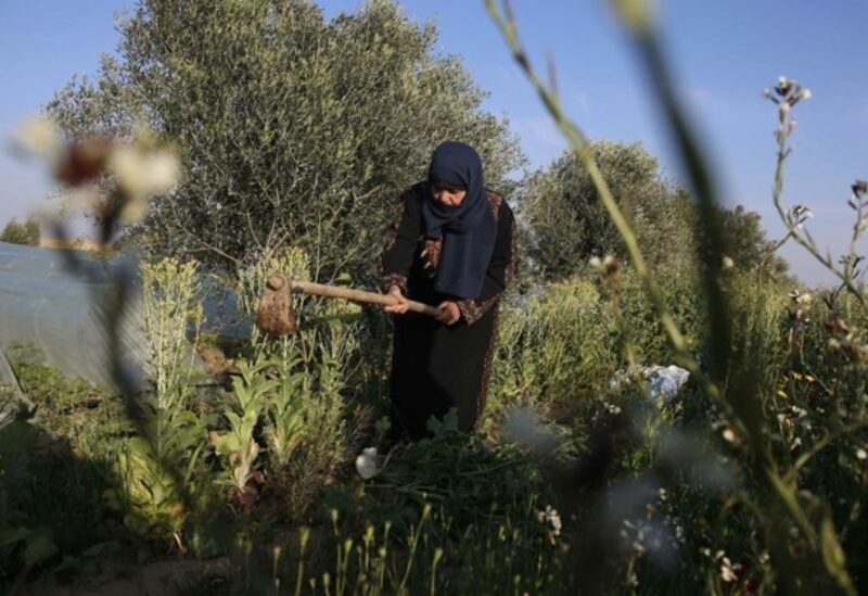 Palestinian farmer Amouna Abu Rajila, 66, works in her family farm near the border with Israel, east of Khan Yunis in the southern Gaza Strip on March 29, 2021.
