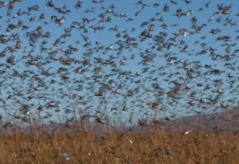 Swarms of locust in the Bekaa region