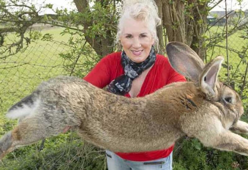 Biggest rabbit