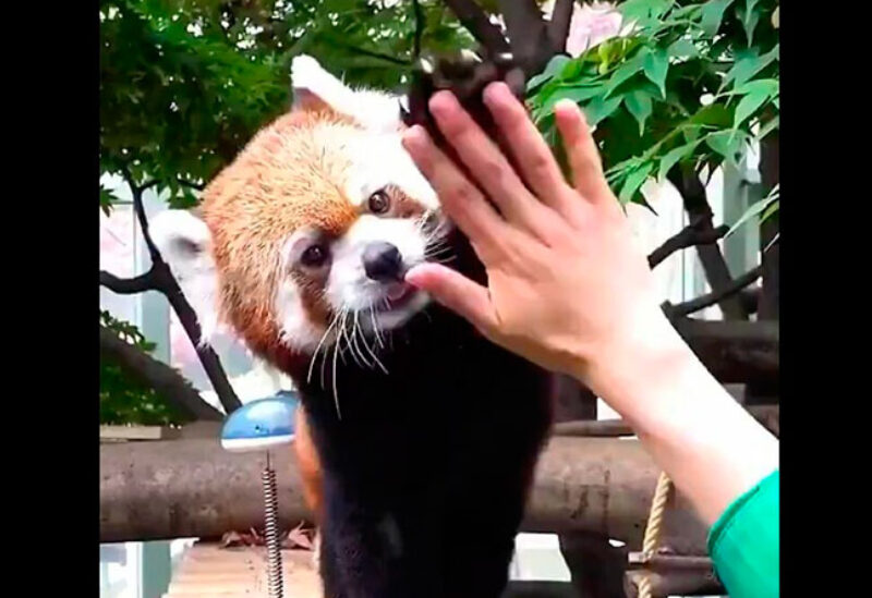 red-panda