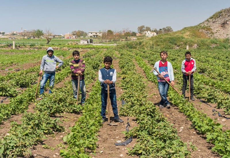 Children working in agriculture in Lebanon