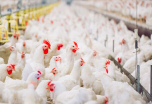 Poultry producers in Lebanon suffering from high production cost due to the fluctuation of dollar on the black market