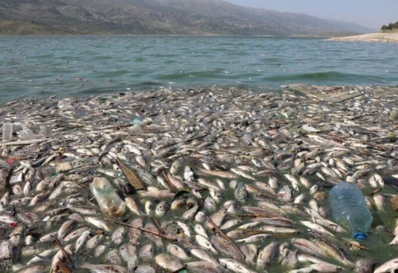 Dead fish are seen floating in Lake Qaraoun on the Litani River, Lebanon April 29, 2021. Picture taken April 29, 2021. REUTERS