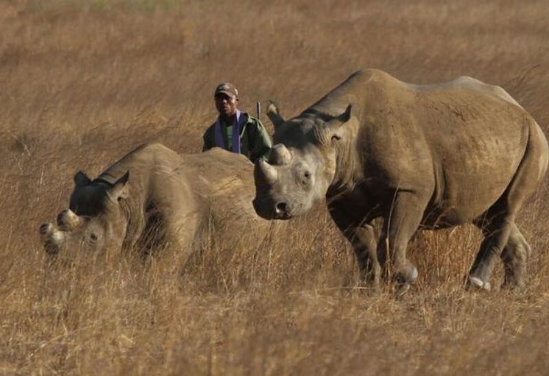 A ranger walks behind a pair of black rhinoceros at the Imire Rhino and Wildlife Conservation Park near Marondera, east of the capital Harare, September 22, 2014. REUTERS