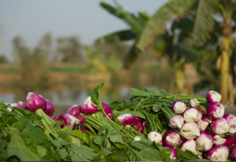 Agricultural crops in Egypt