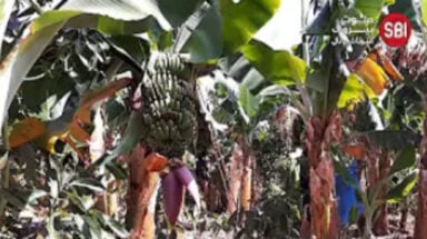 Banana land in Saida