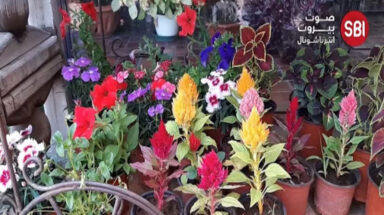 Flower shops struggling in Lebanon