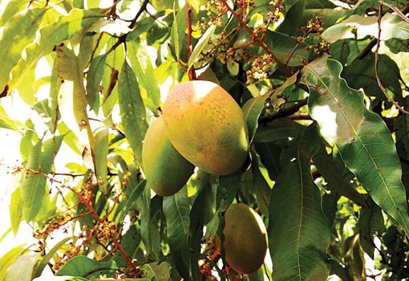 Mango crops in Saudi Arabia