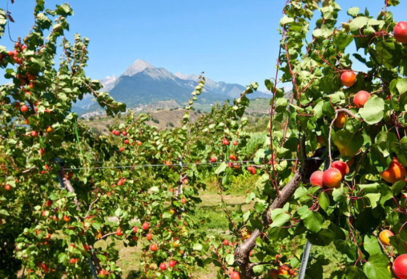 Switzerland votes to ban use of artificial pesticides