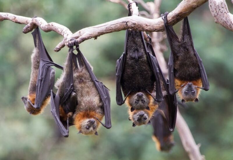 Bats