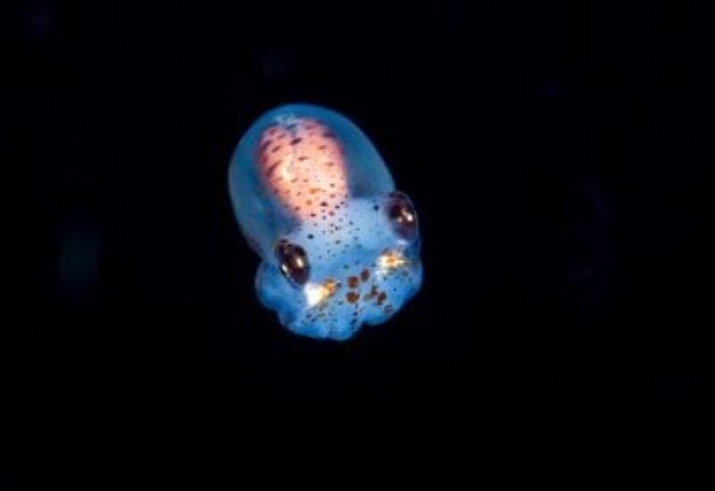 hawaiian bobtail squid