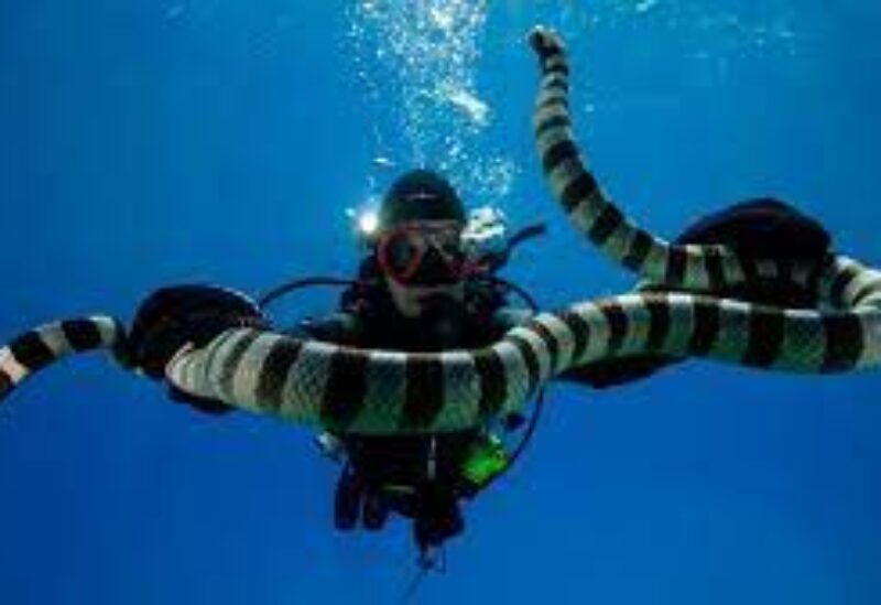 Sea snake