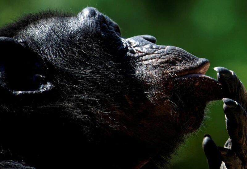 File photo of a chimpanzee looking on in its enclosure at the Bioparco zoo in Rome on August 13, 2020. (AFP)