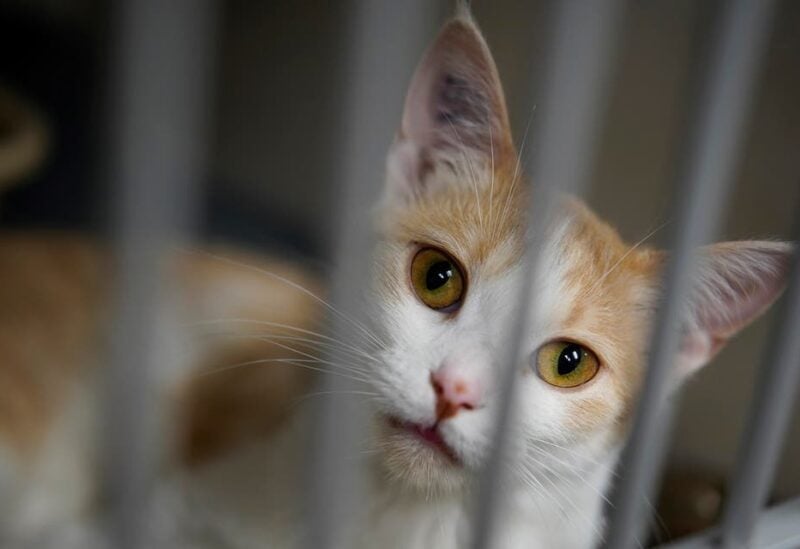A cat at the Wild Rose Cat clinic that is photographed in Calgary, Alberta, Canada, July 14, 2021. (File photo: Reuters)