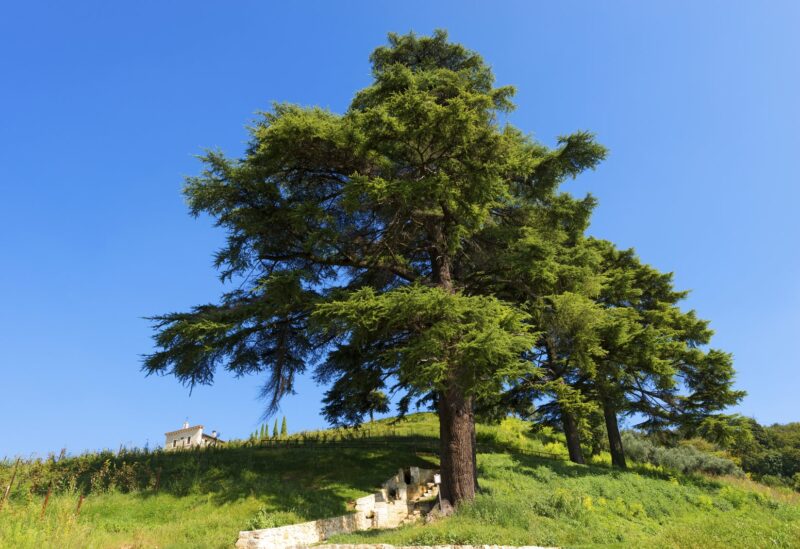Lebanese Cedar tree