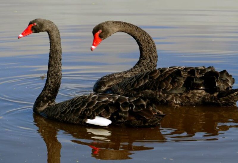 North Korea Tells People To Eat Black Swans Amid Crippling Food Crisis Sawt Beirut International 