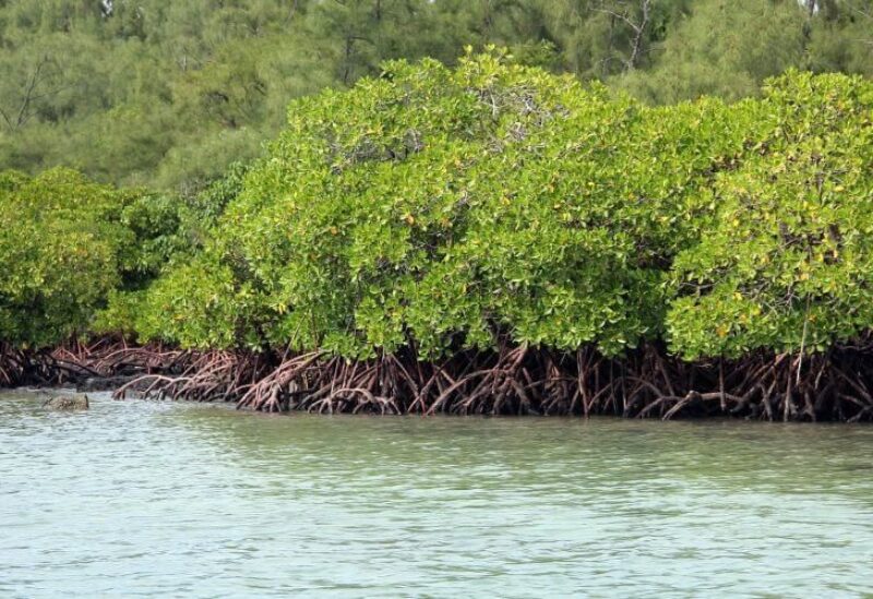 Mangrove forests in Indonesia