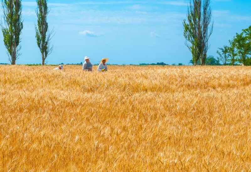 Wheat field in Ukraine