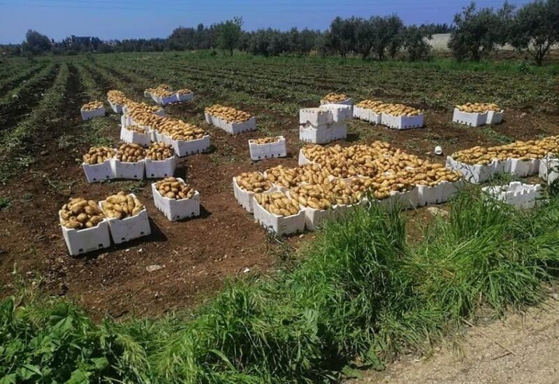 Potato crops in Akkar