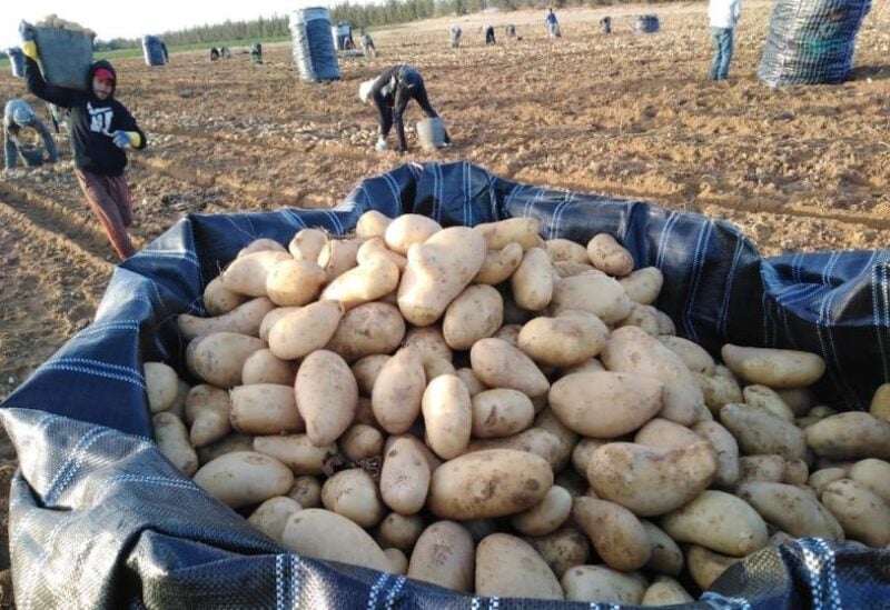 Potato crops in Lebanon