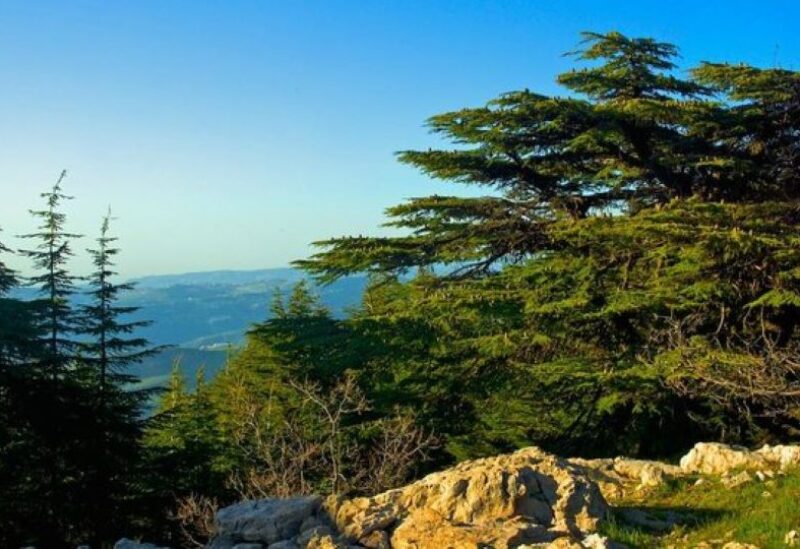 Shouf Cedar Reserve in Lebanon