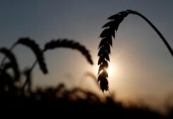 FILE PHOTO: FILE PHOTO: Ears of wheat are seen in a field near the village of Hrebeni in Kyiv region, Ukraine July 17, 2020. Picture taken July 17, 2020. REUTERS/Valentyn Ogirenko/File Photo/File Photo