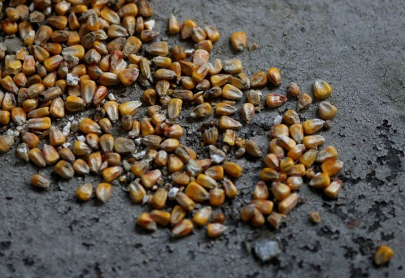 Grains are pictured on the work floor at the Mlybor flour mill facility after it was shelled repeatedly, amid Russia's invasion of Ukraine, in Chernihiv region, Ukraine, May 24, 2022. REUTERS/Edgar Su