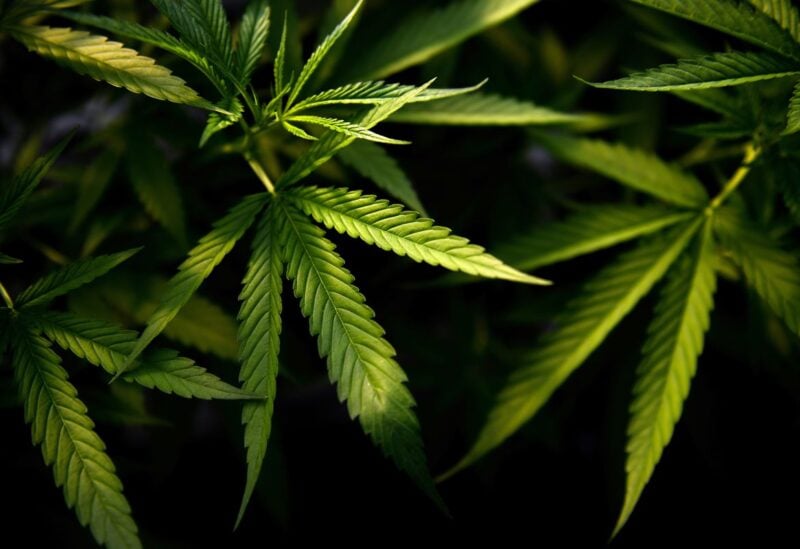Marijuana plants are seen at the Rak Jang farm, one of the first farms that has been given permission by the Thai government to grow cannabis and sell products to medical facilities, in Nakhon Ratchasima, Thailand March 28, 2021. Picture taken March 28, 2021. REUTERS/Chalinee Thirasupa