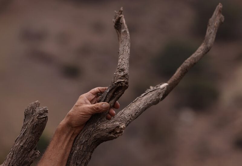 Segundo Aballay, 75, a rancher, who has been affected by the lack of water, leans on a dry tree at Montenegro, in Santiago, Chile April 21, 2022. Aballay is praying change comes soon. "If it doesn't rain this year we will be left with nothing to do," he said. "The animals are getting weaker and dying day by day." REUTERS/Ivan Alvarado SEARCH "DROUGHT PENUELAS" FOR THIS STORY. SEARCH "WIDER IMAGE" FOR ALL STORIES