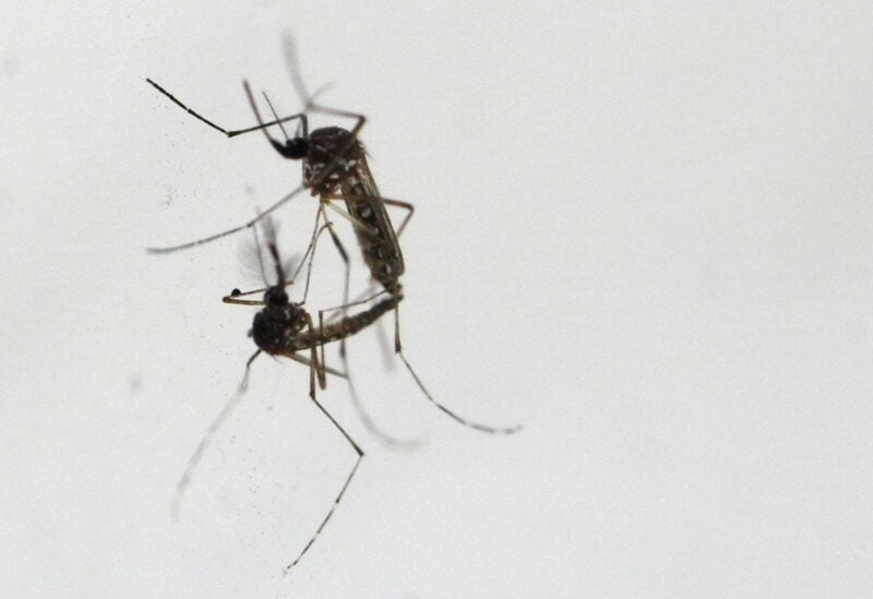 Wolbachia-Aedes aegypti mosquitoes mate, at the National Environmental Agency's mosquito production facility in Singapore August 19, 2020. Picture taken August 19, 2020. REUTERS/Edgar Su/File Photo
