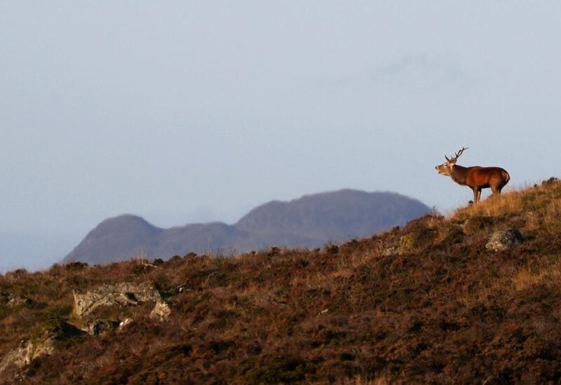 A red deer stag bellows on Moulin Moor above Pitlochry, Scotland, Britain October 15, 2021. REUTERS/Russell Cheyne/File Photo