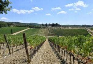 Tuscany's famed wine and olive oil industry suffers from heatwave