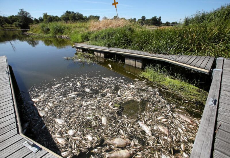 Dead fish float on the surface of the Oder river