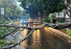 A broken tree lies on a street following a storm in Santa Cruz de Tenerife, Canary Islands, Spain in this picture obtained from social media
