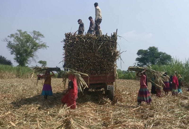 Workers load harvested sugarcane onto a trailer in a field in Gove village in the western state of Maharashtra, India, November 10, 2018. REUTERS/Rajendra Jadhav/File Photo