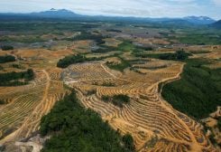 An aerial view is seen of a cleared forest area under development for palm oil plantations in Kapuas Hulu district of Indonesia's West Kalimantan province July 6, 2010. REUTERS/Crack Palinggi/File Photo