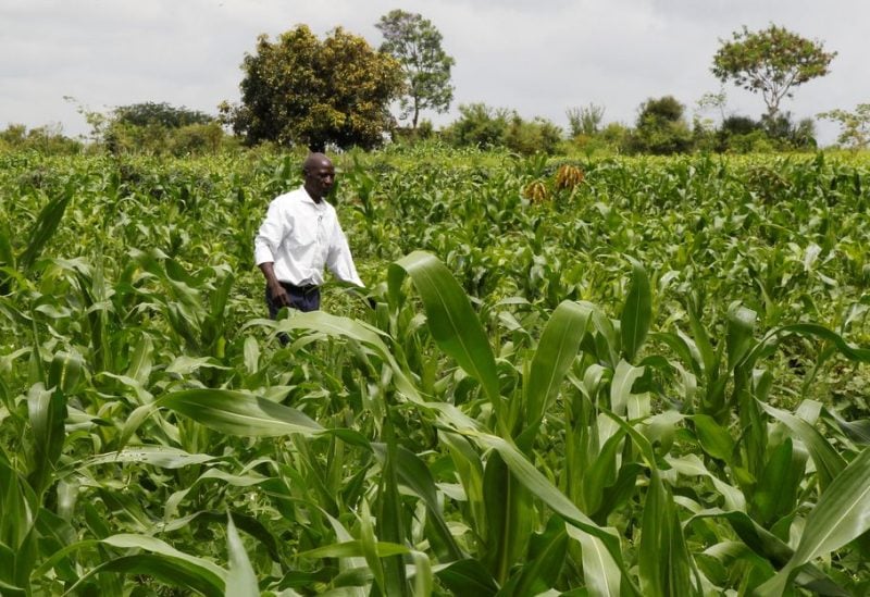 Samuel Wathome 65, a small-scale farmer inspects his crop at his maize farm where he plants indigenous seeds at Kyeleni village of Machakos, Kenya December 13, 2022. REUTERS/Monicah Mwangi