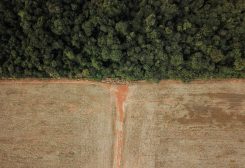 An aerial view shows deforestation near a forest on the border between Amazonia and Cerrado in Nova Xavantina, Mato Grosso state, Brazil July 28, 2021. Picture taken with a drone on July 28, 2021. REUTERS/Amanda Perobelli/File Photo
