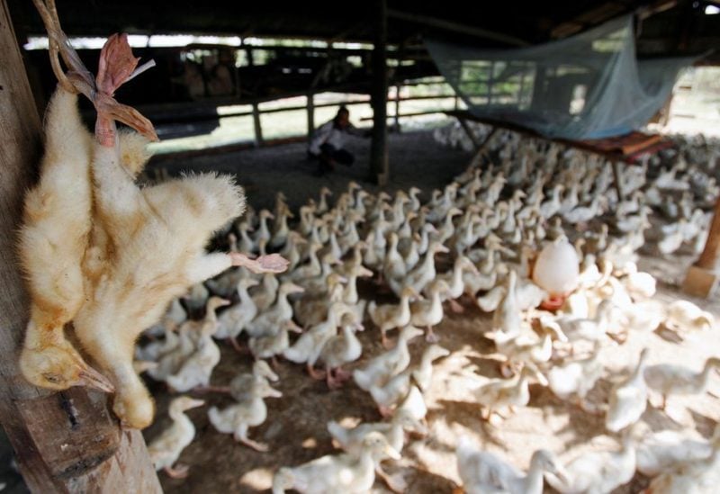 Dead ducks are hung at a farm in the outskirts of Phnom Penh December 17, 2008. REUTERS/Chor Sokunthea