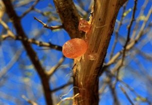 Gum arabic is seen on an Acacia trees in the western Sudanese town of El-Nahud that lies in the main farming state of North Kordofan December 18, 2012. REUTERS