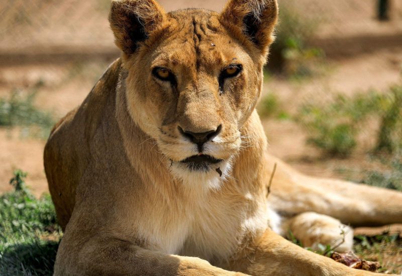 A lioness looks on in an enclosure at the Sudan Animal Rescue center in al-Bageir, south of the capital Khartoum, Sudan, Feb. 28, 2022. (AFP Photo)
