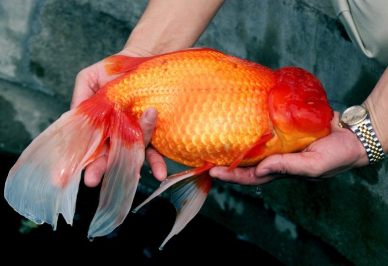 Goldfish symbolic (Reuters)