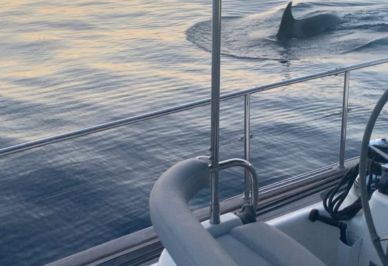 A whale swims next to a boat in the Strait of Gibraltar, Spain May 24, 2023, in this still image obtained from a social media video. April Boyes/Instagram @ april_georgina/via REUTERS
