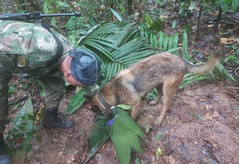 A soldier and a dog take part in a search operation for child survivors from a Cessna 206 plane that had crashed in the jungle more than two weeks ago, in Caqueta, Colombia May 17, 2023