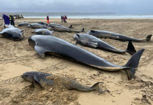 A view of dead whales after mass stranding in North Tolsta, Isle of Lewis, Britain, July 16, 2023 in this picture obtained from social media. Cristina McAvoy/via REUTERS