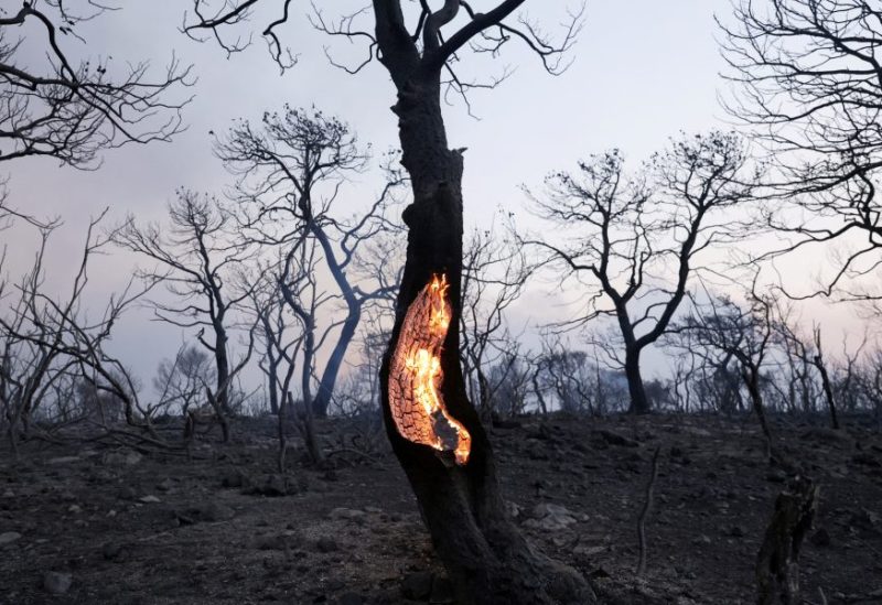 A tree burns during a wildfire in Mandra, Greece, July 18, 2023. REUTERS/Louiza Vradi