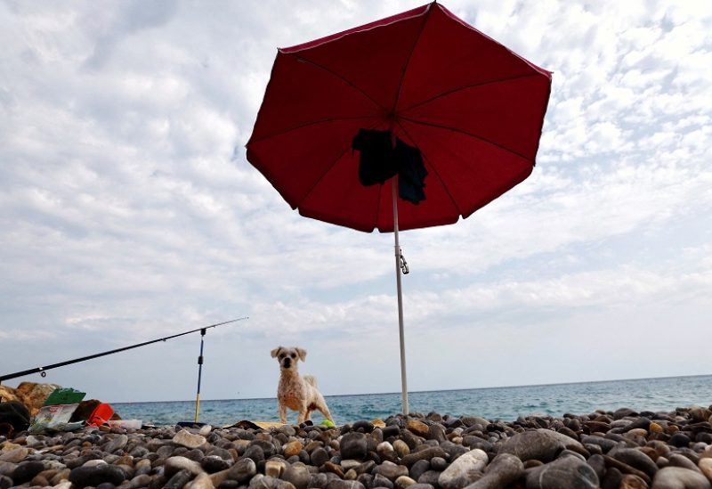 A dog stands under an umbrella on the beach as the heat wave grips Europe, in Nice, France, June 29, 2023. REUTERS/Eric Gaillard TPX IMAGES OF THE DAY