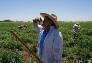 Agricultural worker Ernesto Hernandez takes a water break while enduring high temperatures in a tomato field, as a heat wave affects the region near Winters, California, U.S. July 13, 2023. REUTERS