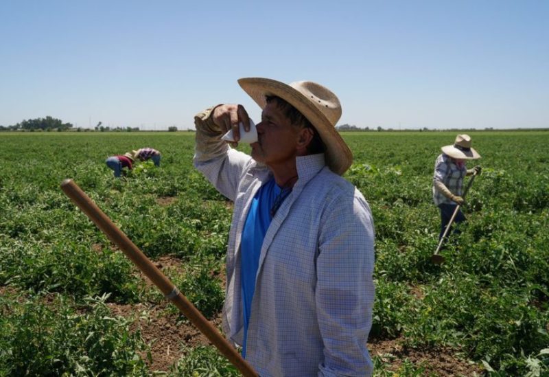 Agricultural worker Ernesto Hernandez takes a water break while enduring high temperatures in a tomato field, as a heat wave affects the region near Winters, California, U.S. July 13, 2023. REUTERS